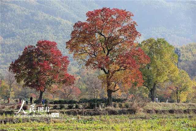 安徽黟县：初冬美如画