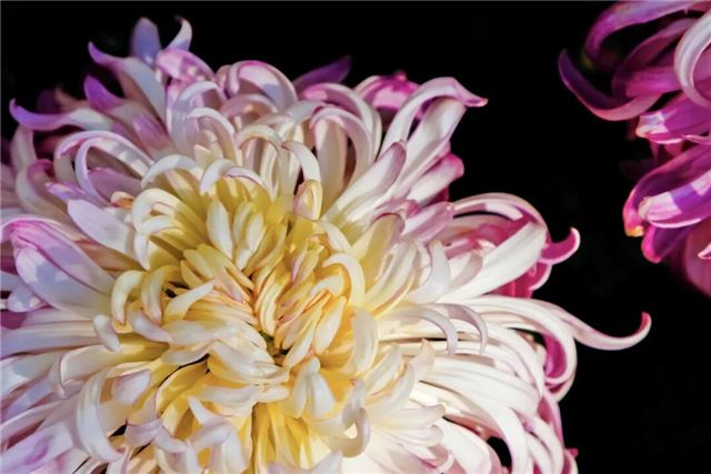 摄图网_500715071_banner_大明湖的秋季菊花展（企业商用）.jpg