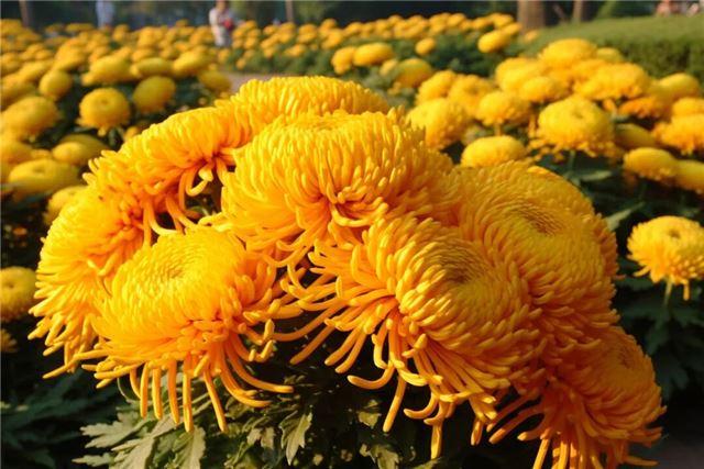 摄图网_600203915_banner_春天花园中的金秋菊（企业商用）.jpg