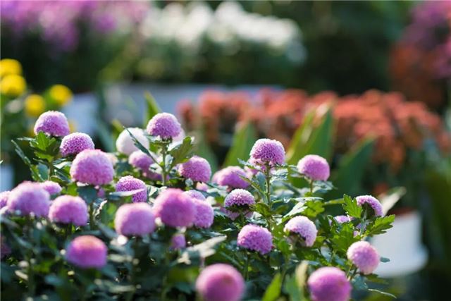 摄图网_501083668_banner_河南开封菊花展（企业商用）.jpg