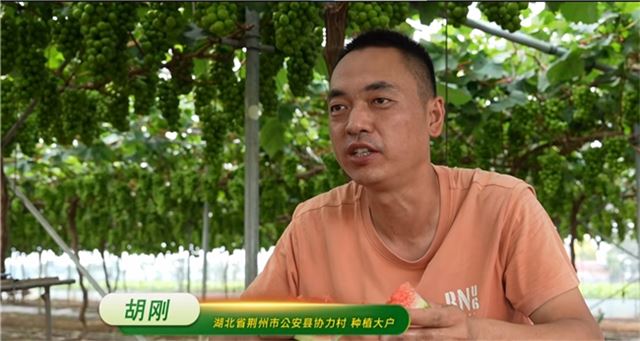 一对父子背后的“丰收密码”——新洋丰助力荆州农业高质量发展