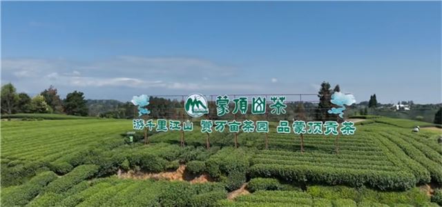 一叶知沃土：龙蟒大地守护千年茶韵，赋能茶农丰收